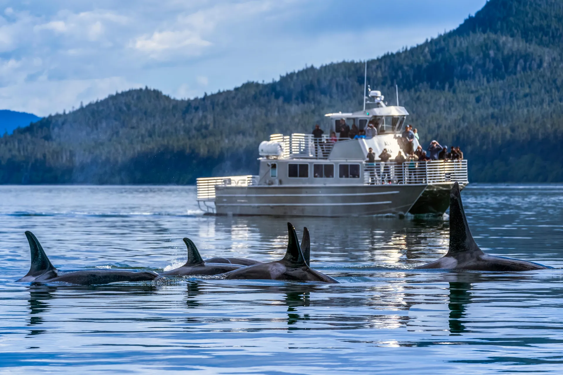 Wildlife boat cruise